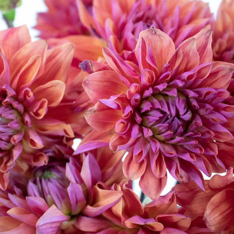 Red Sangria Dahlia Flowers Up Close