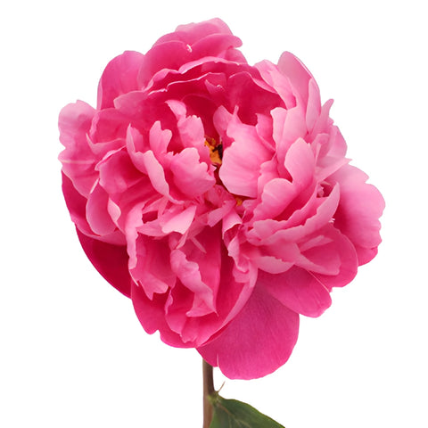 Red Bernhardt Hot Pink Peony Stem