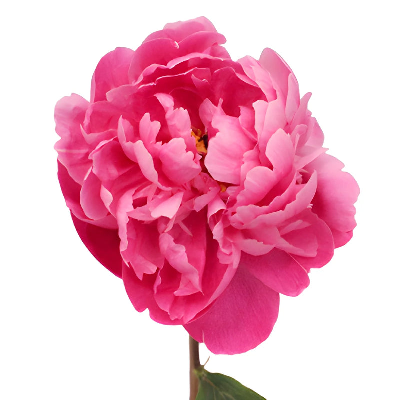 Red Bernhardt Hot Pink Peony Stem