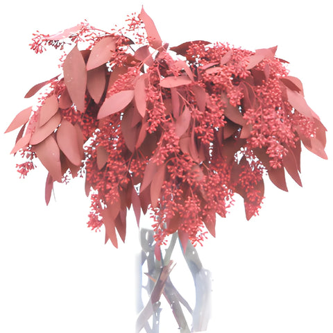 Red Seeded Eucalyptus for Weddings