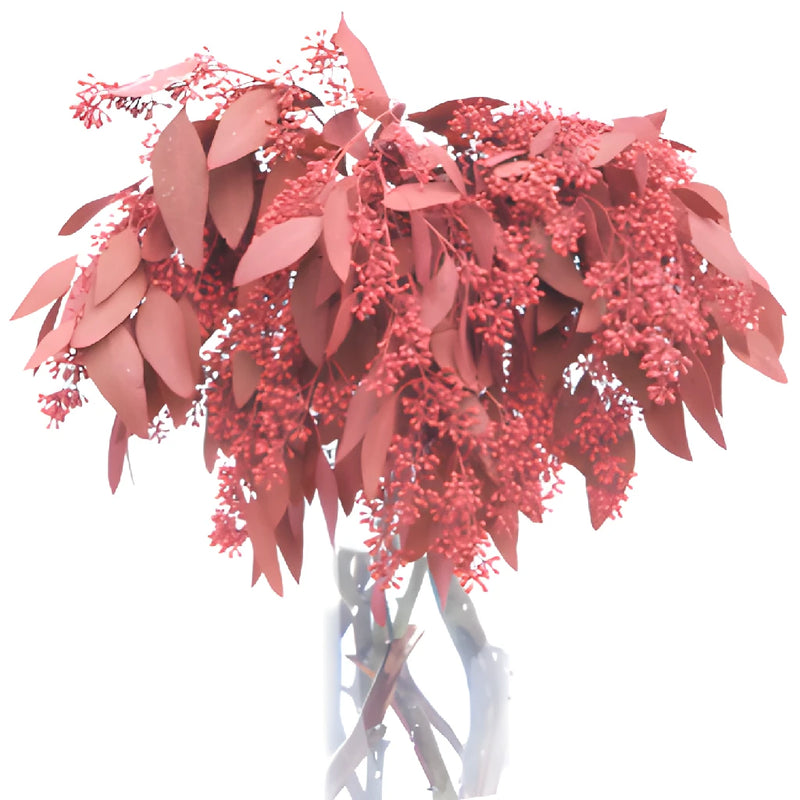 Red Seeded Eucalyptus for Weddings