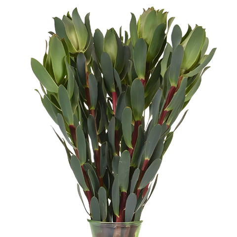 Red Stemmed Leucadendron