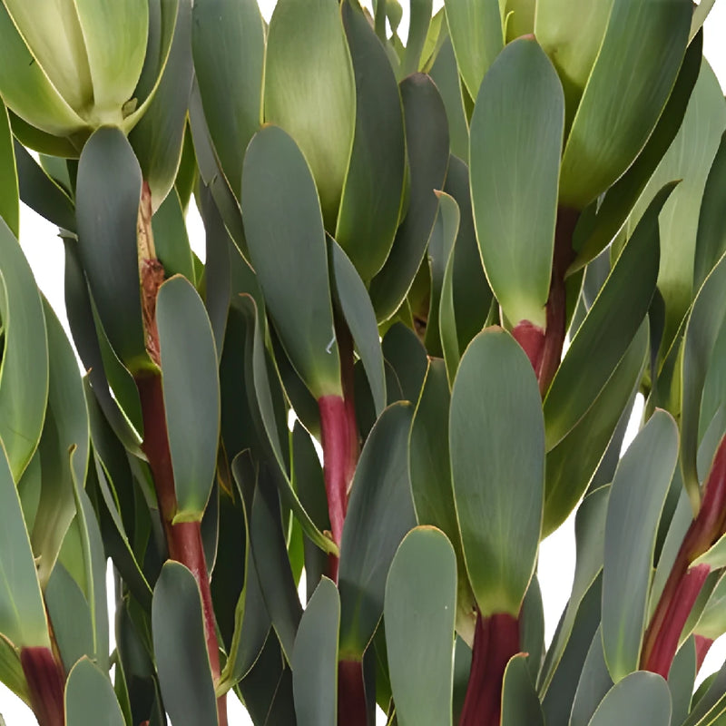 Red Stemmed Leucadendron