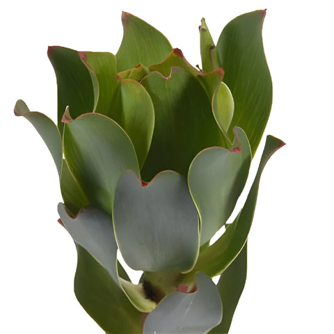 Red Stemmed Leucadendron