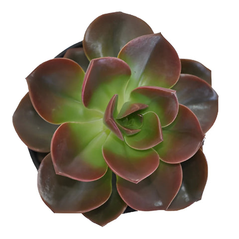 Red Succulents