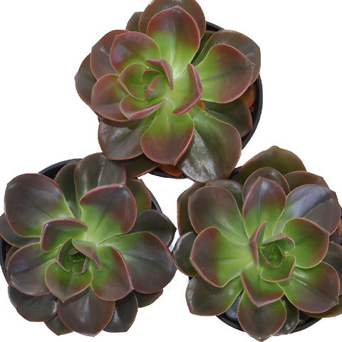 Red Succulents