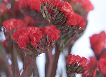 Red Tinted Statice Flower