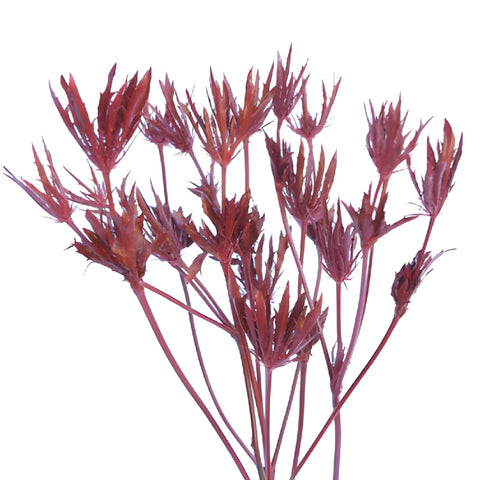Red Tinted Thistle Flowers