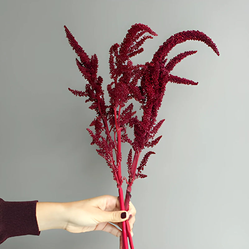Red Upright Amaranthus Fresh Greens