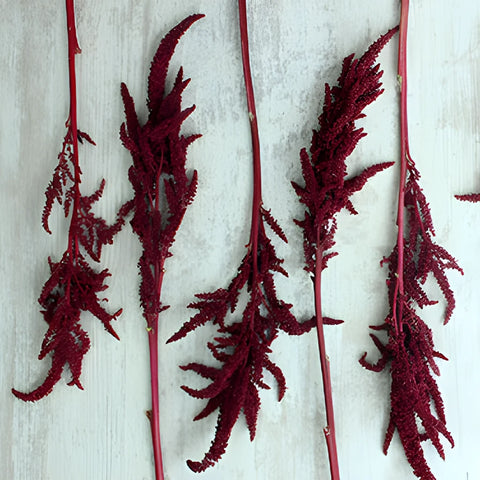 Red Upright Amaranthus Fresh Greens