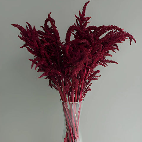Red Upright Amaranthus Fresh Greens