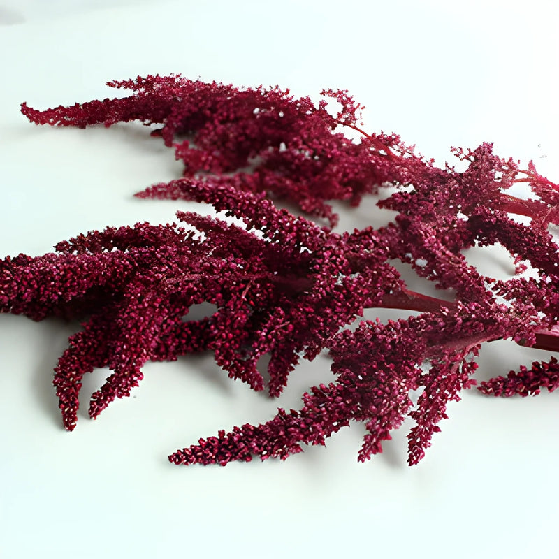 Red Upright Amaranthus Fresh Greens