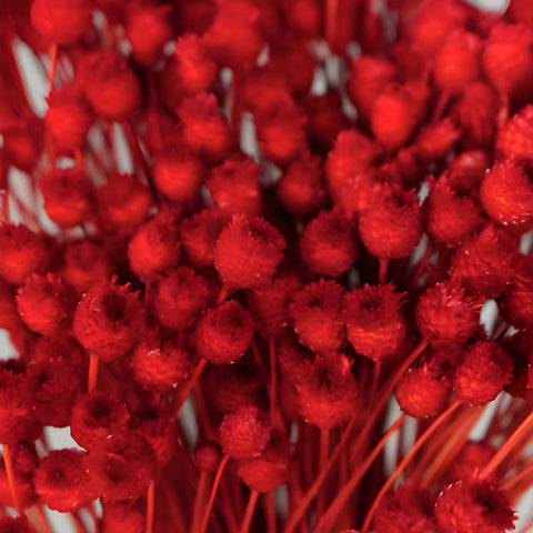 Red Velvet Dried Happy Flowers