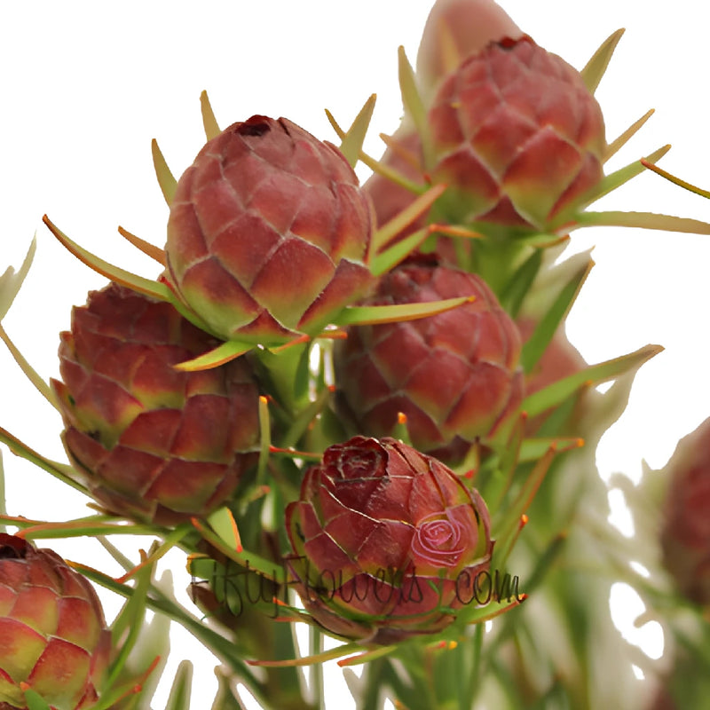 Reddish Cone Leucadendron