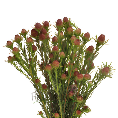 Reddish Cone Leucadendron