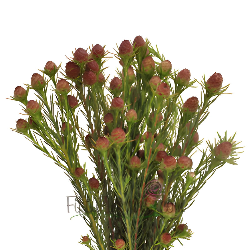 Reddish Cone Leucadendron