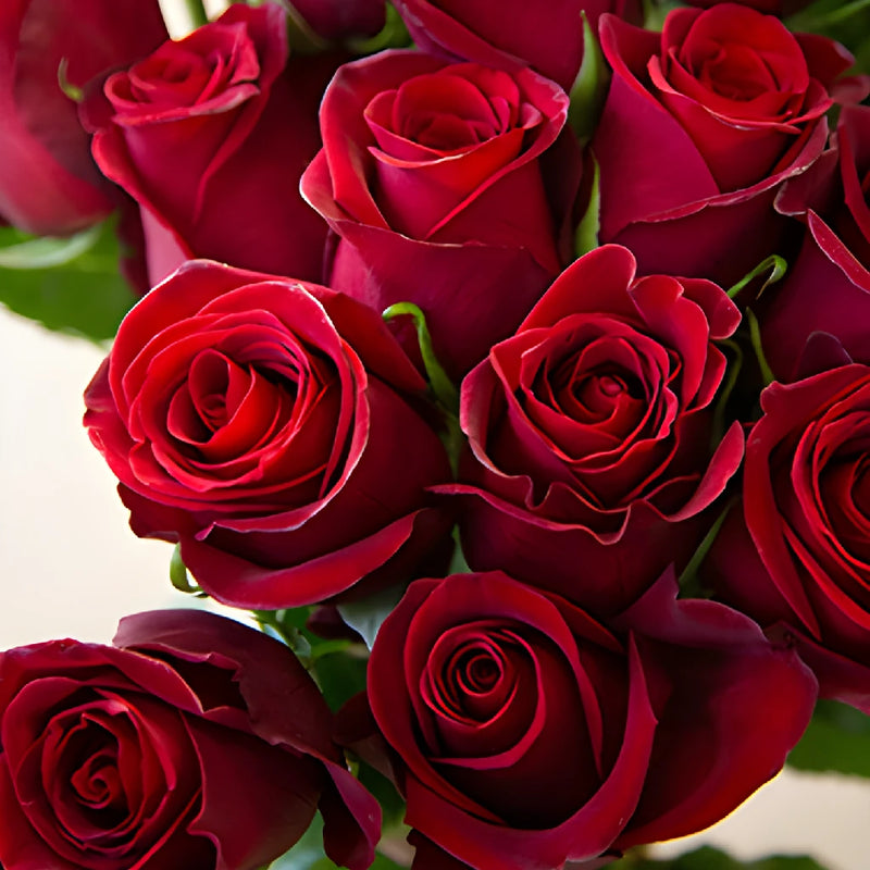 Rich Red Tinto Rose
