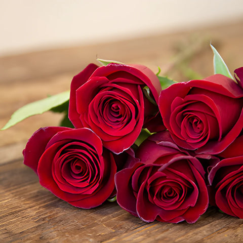 Rich Red Tinto Rose