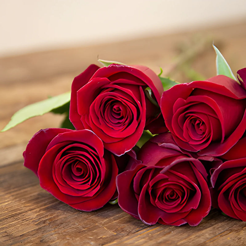 Rich Red Tinto Rose