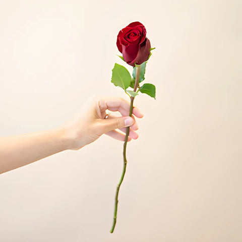 Rich Red Tinto Rose