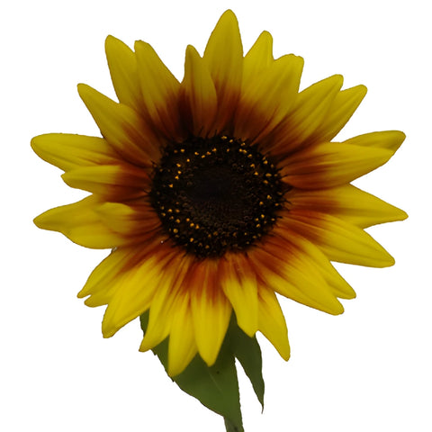 Ring of Fire Sunflowers