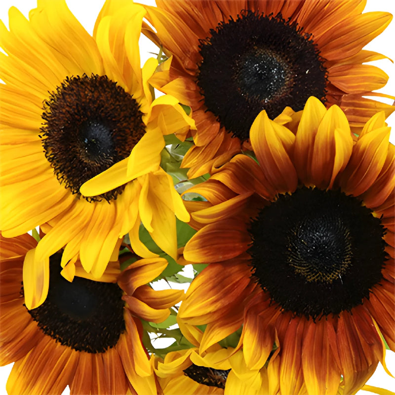 Ring of Fire Sunflowers
