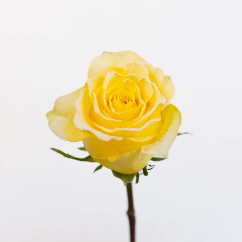 Rise And Shine Fuzzy Roses Stem - Image