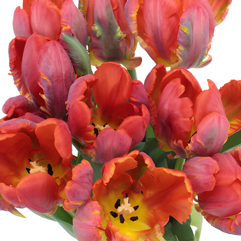 Roccoco Novelty Dark Red Tulip Wholesale Flower Up Close