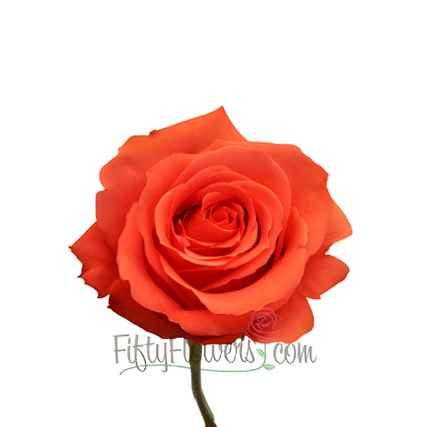 Rock Star Orange Rose