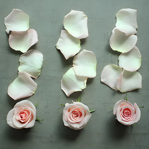 Roses and Petals Light Pink DIY Flower Kit Flatlay