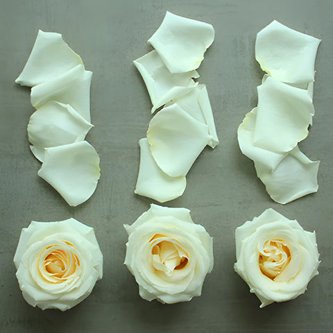 Roses and Petals White DIY Flower Kit Flatlay