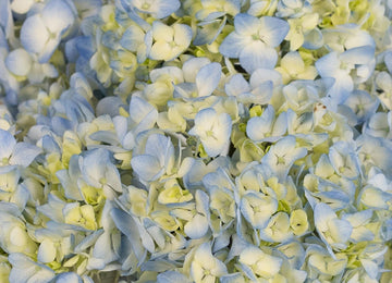 Sea Glass Blue Hydrangea Flower Close Up - Image