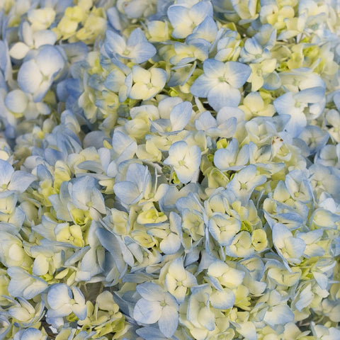 Sea Glass Blue Hydrangea Flower Close Up - Image