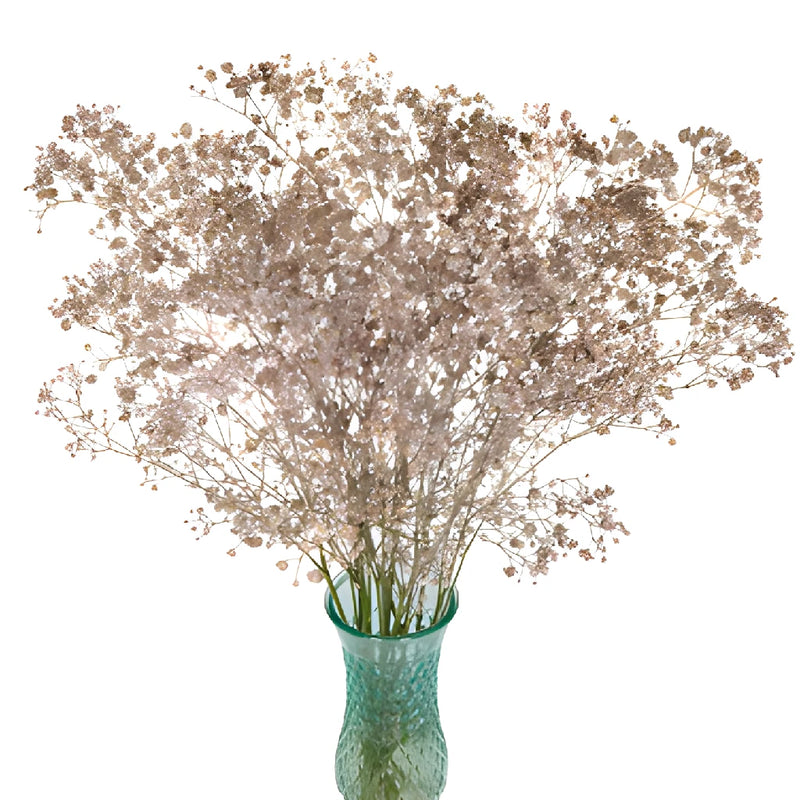 Rose Gold Tinted Baby's Breath Flower