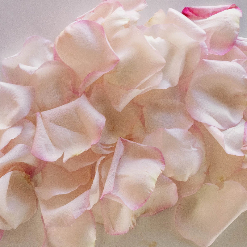 Rose Petals White With Pink Tips - Image