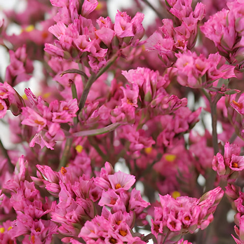 Rose Pink Tinted Limonium Flowers