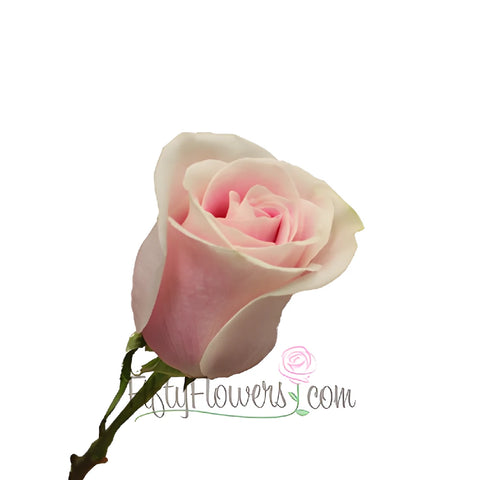 Rosita Vendela Antique Pink Rose