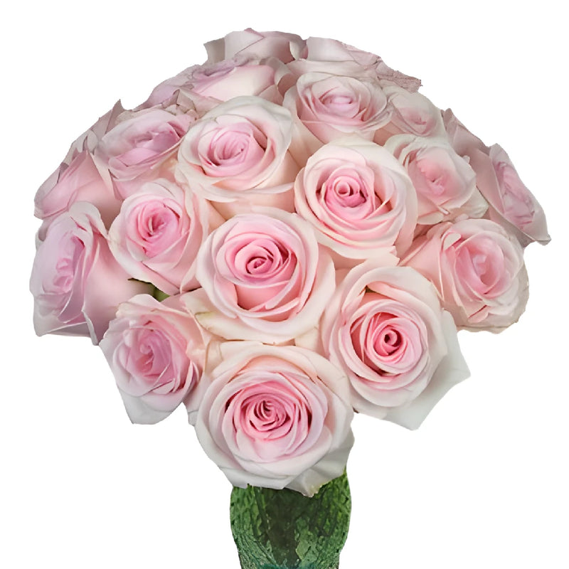 Rosy Glow Pink Rose