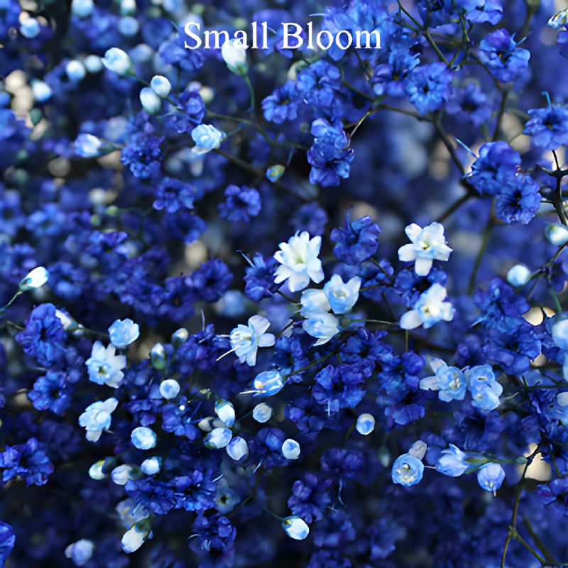 Royal Blue Airbrushed Baby's Breath Flower