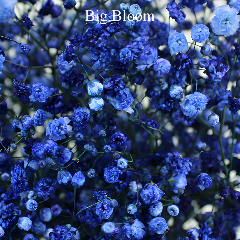 Royal Blue Airbrushed Baby's Breath Flower