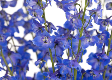 Royal Dark Blue Delphinium Close Up - Image