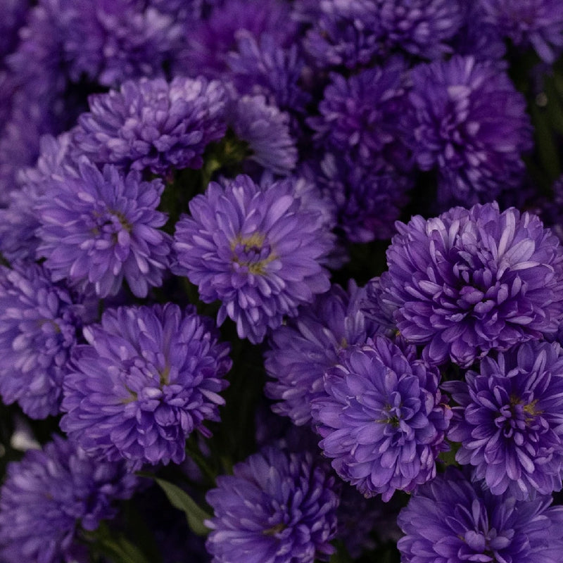 Purple Duplo Aster Close Up - Image