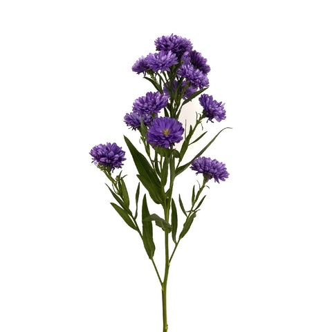 Purple Duplo Aster Stem - Image