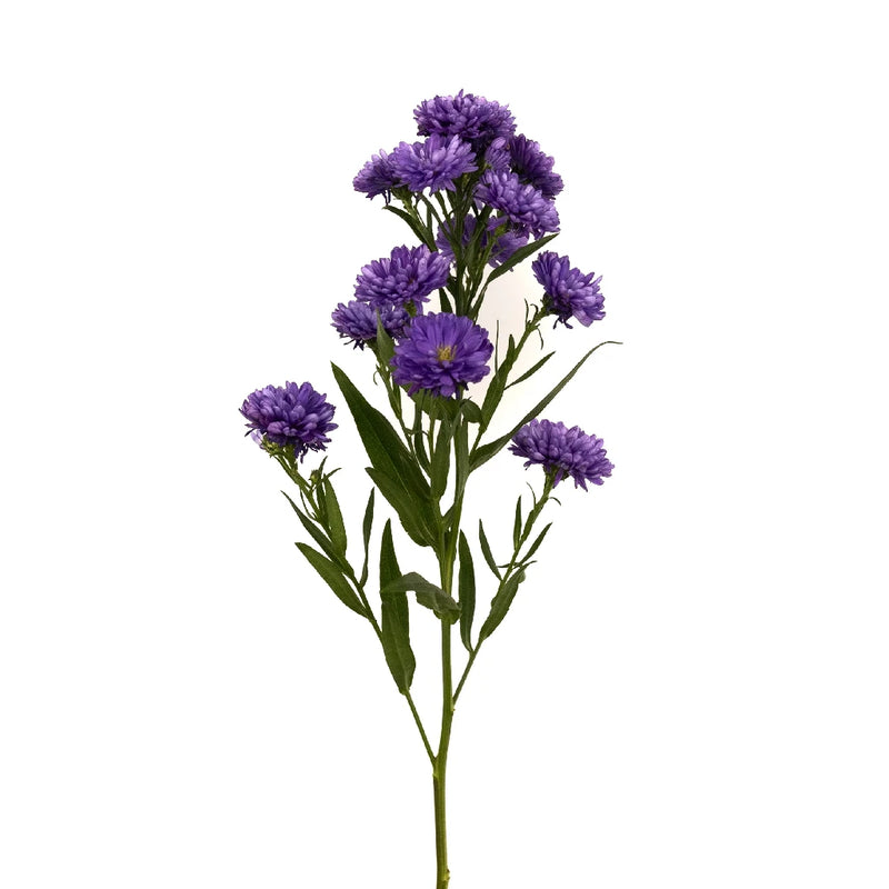 Purple Duplo Aster Stem - Image