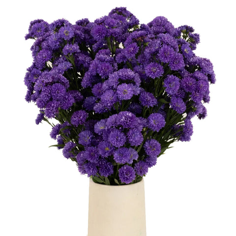 Purple Duplo Aster Vase - Image