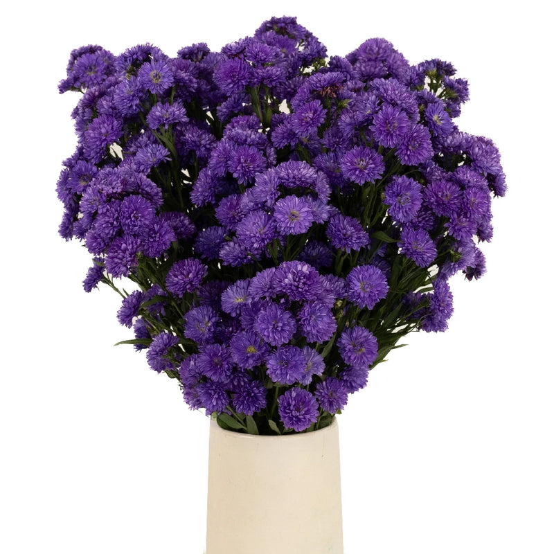 Purple Duplo Aster Vase - Image