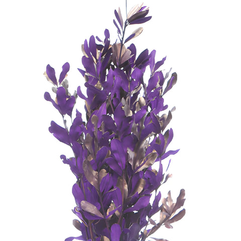 Royal Purple Tinted Integrafolia Filler