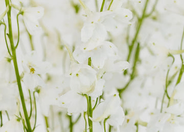 Royal White Delphinium Flower Close Up - Image