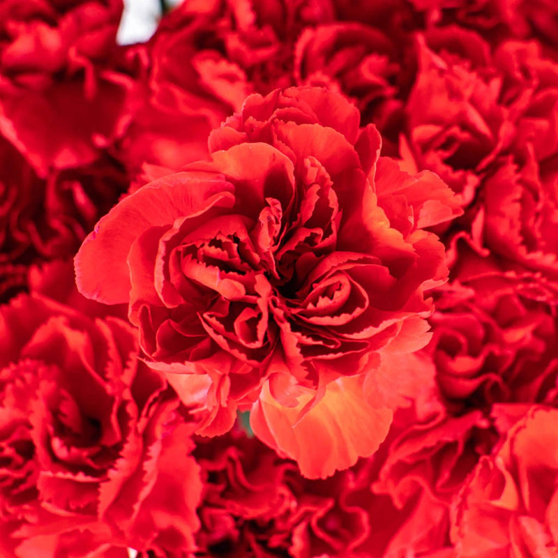 Red Carnations Flower Bouquet Up Close