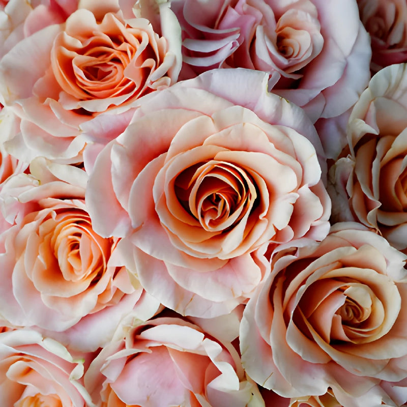 Ruffled Peach Rose